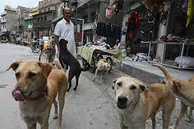 Stray Dogs