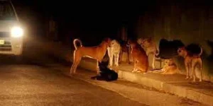 Stray Dogs
