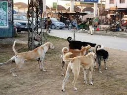 SAtray dogs