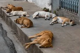 Stray Dogs