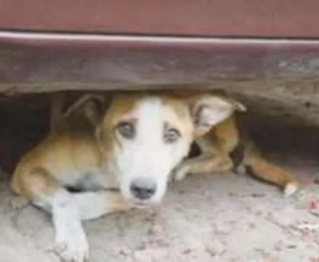 Stray Dogs