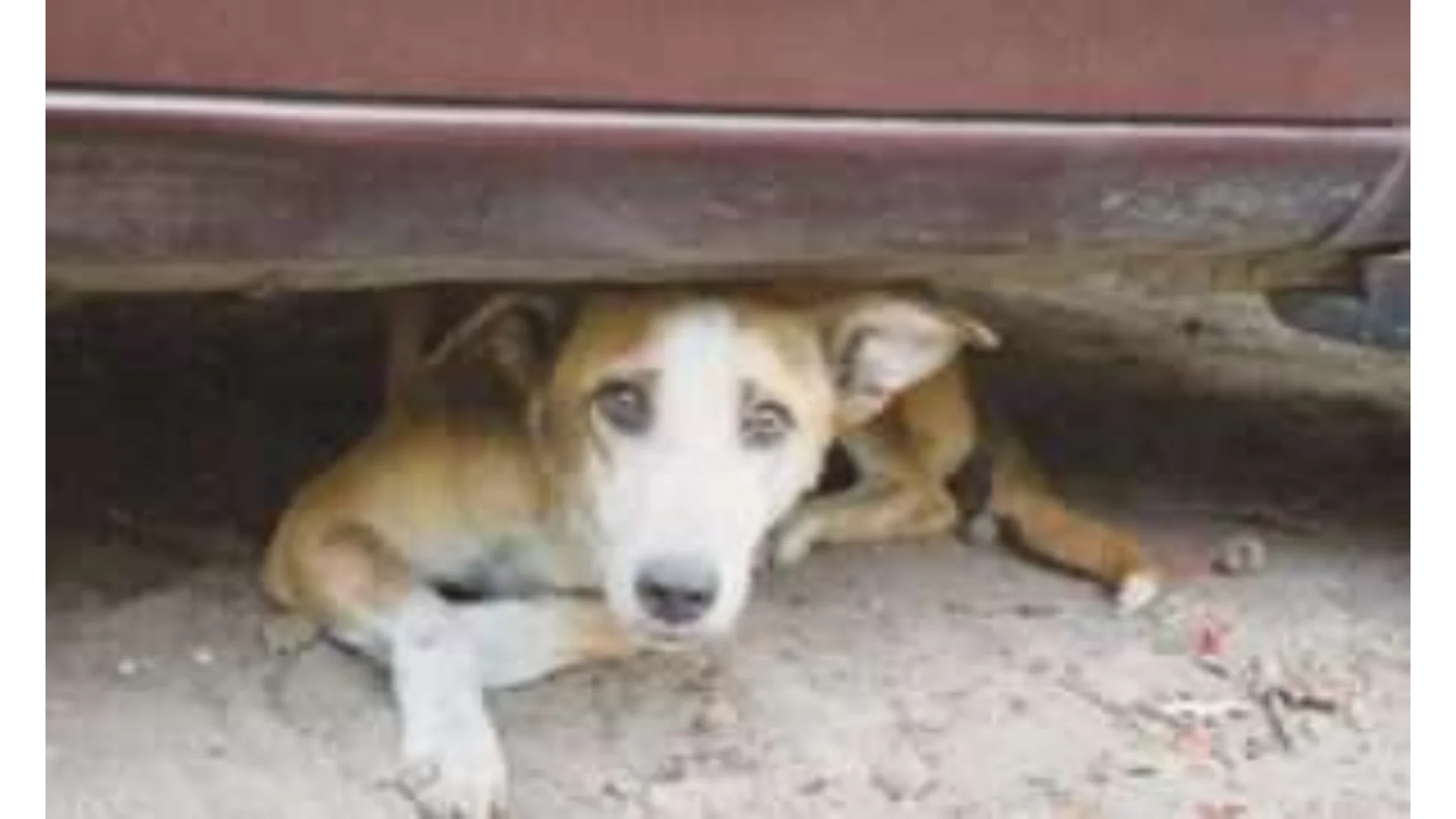 Stray Dogs