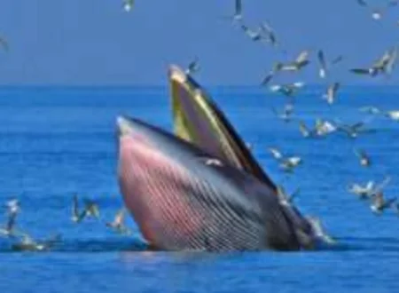 Blue Whale