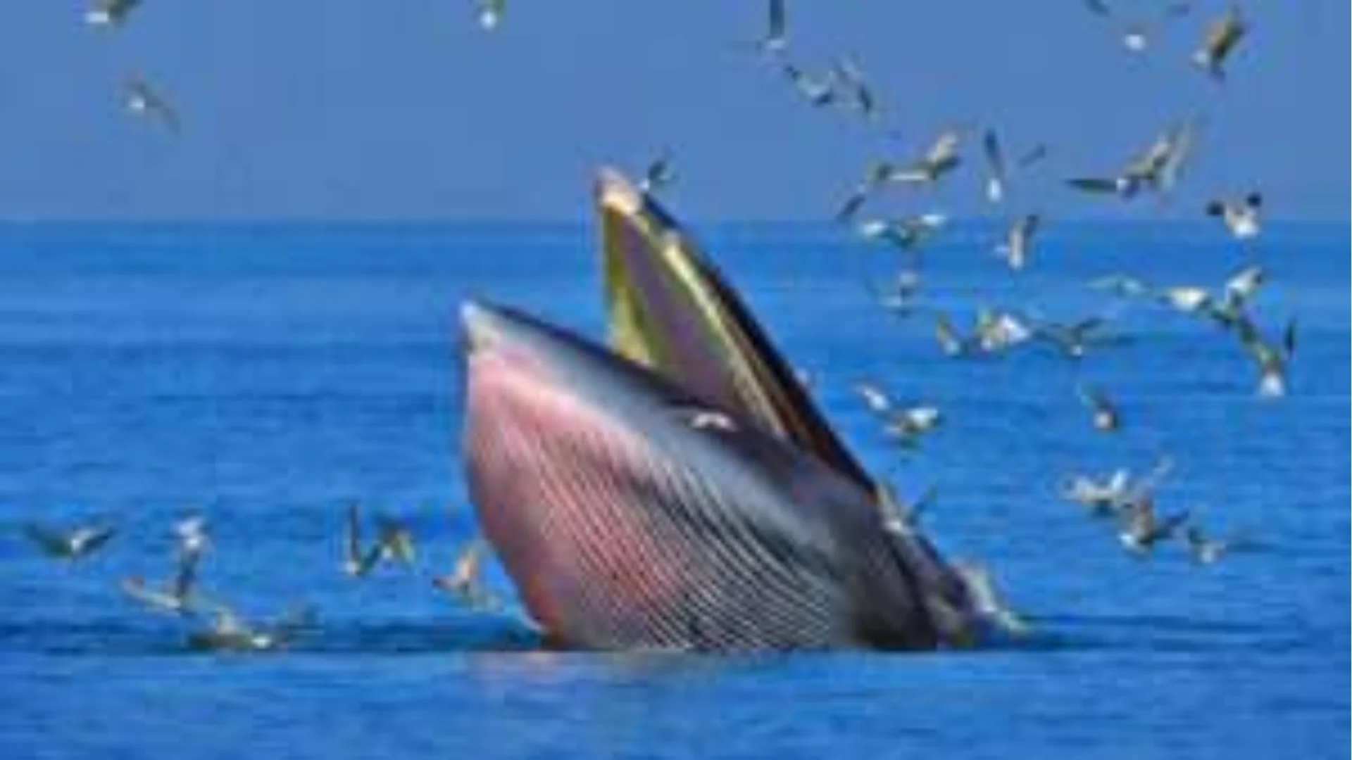 Blue Whale