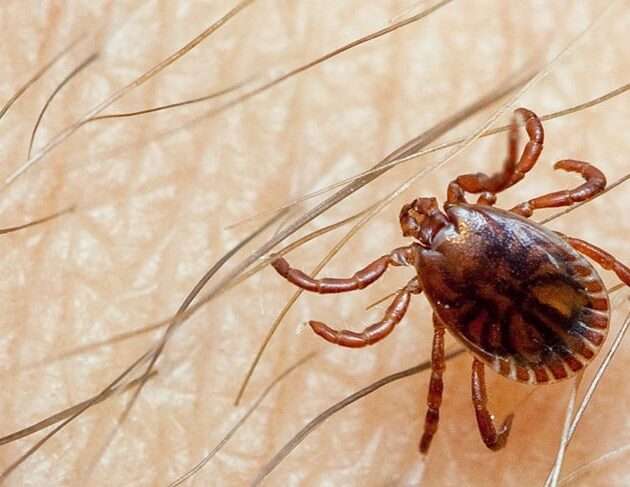 Crimean Congo Hemoorrhagic fever