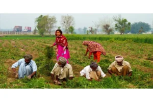Balochistan Farmers