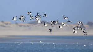 Migratory Birds