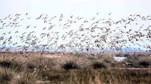 Migratory Birds