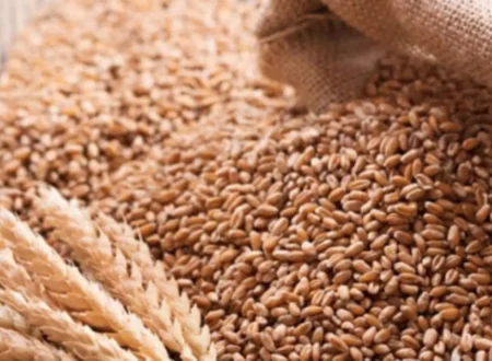 Wheat Procurement