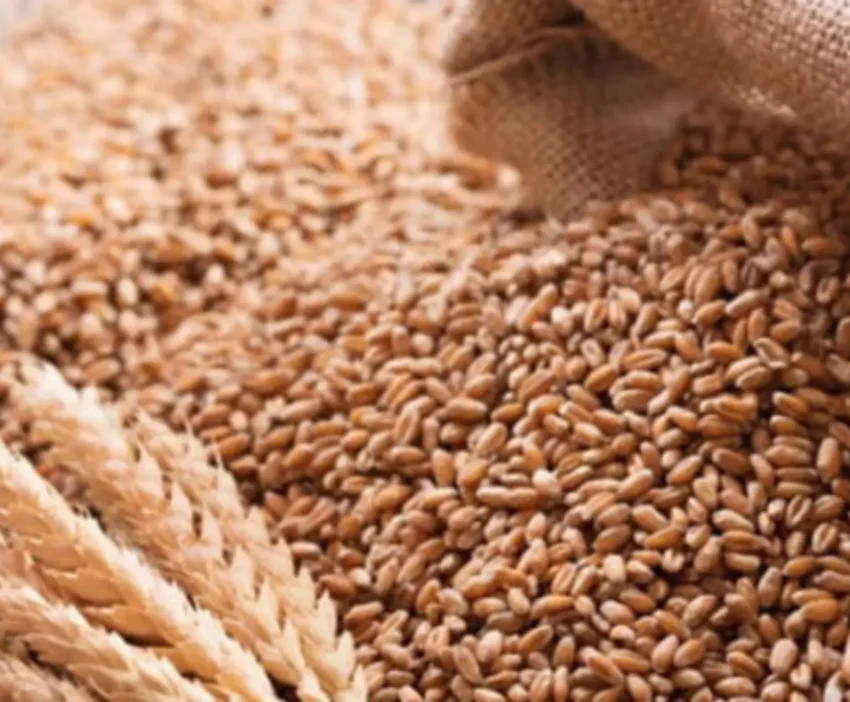 Wheat Procurement