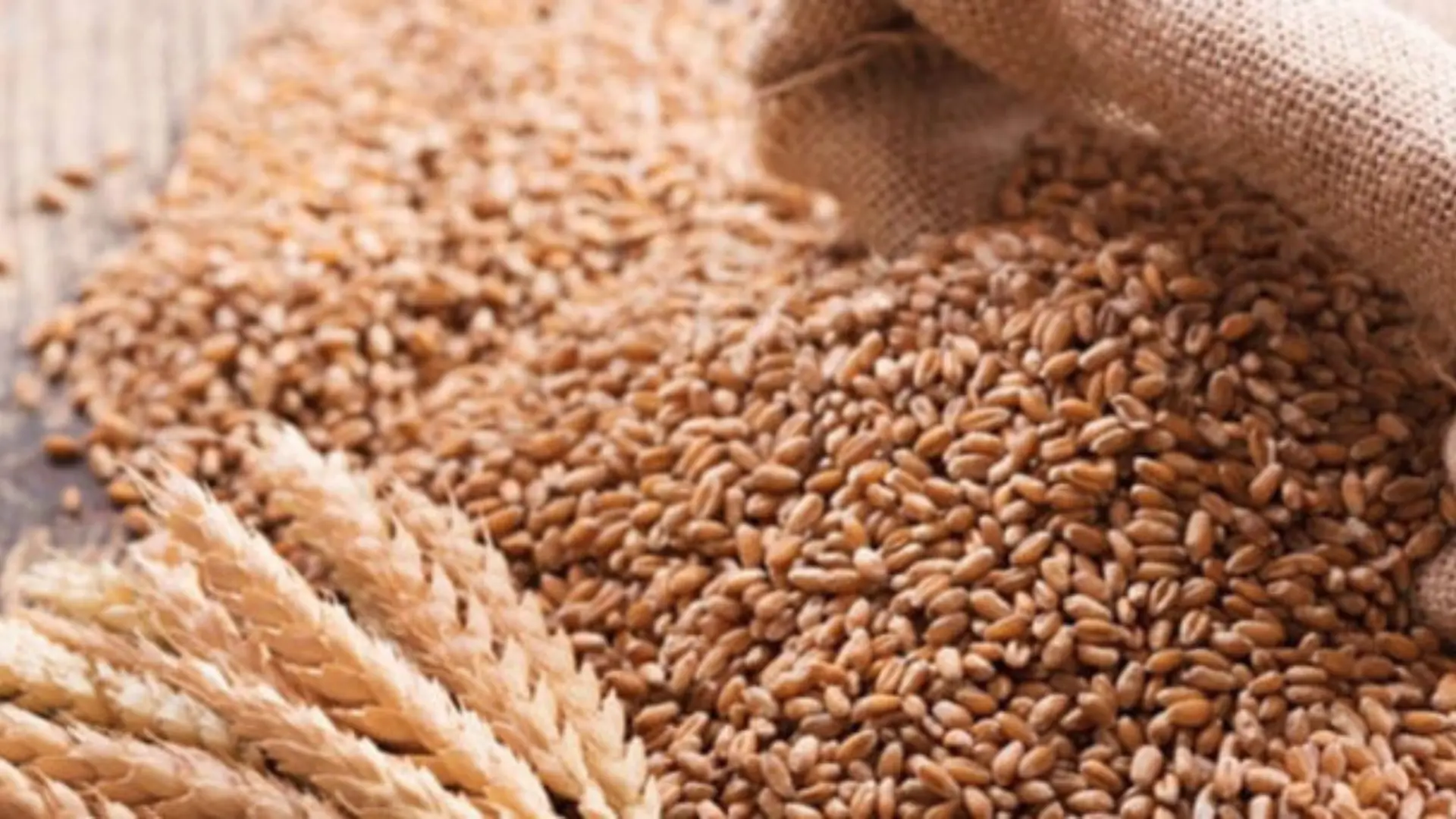 Wheat Procurement
